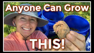 Strawberry Pools! Got my WELL Water! Planting Taters in Buckets!