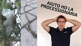Come eliminare la processionaria.