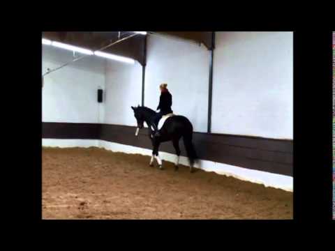 "Ziezo" 11j. KWPN-Stute von Ravel L/M-Dressur VB 7500,- Euro