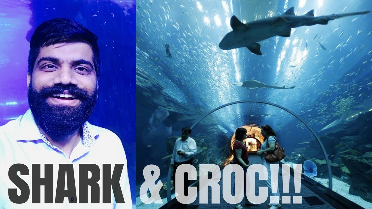 A traveler visits Dubai Aquarium & Underwater Zoo.