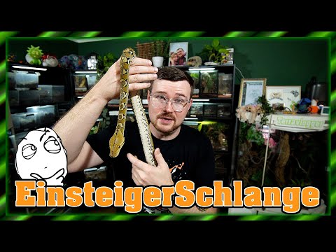 The best beginner snake