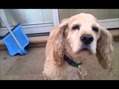 Dino, an adopted Cocker Spaniel in Flushing, NY_image-1