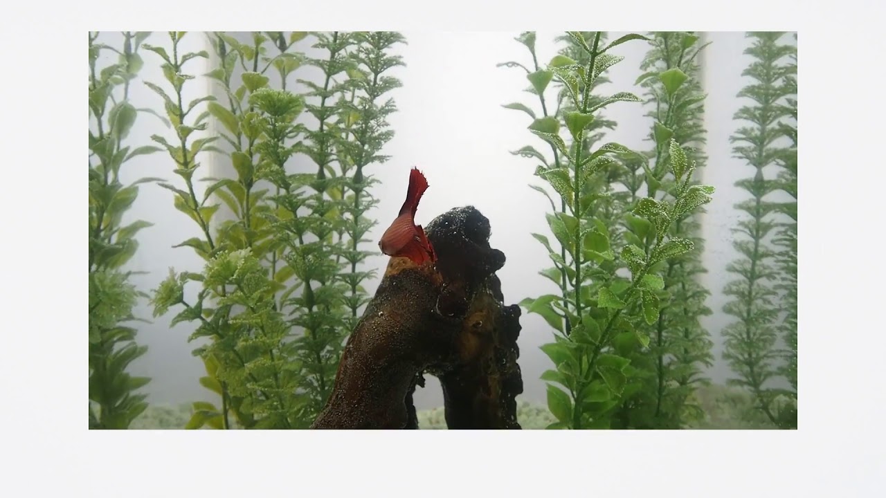 Объектив Olympus M.Zuiko Digital ED 12-50mm f/3.5-6.3 EZ, серебро (