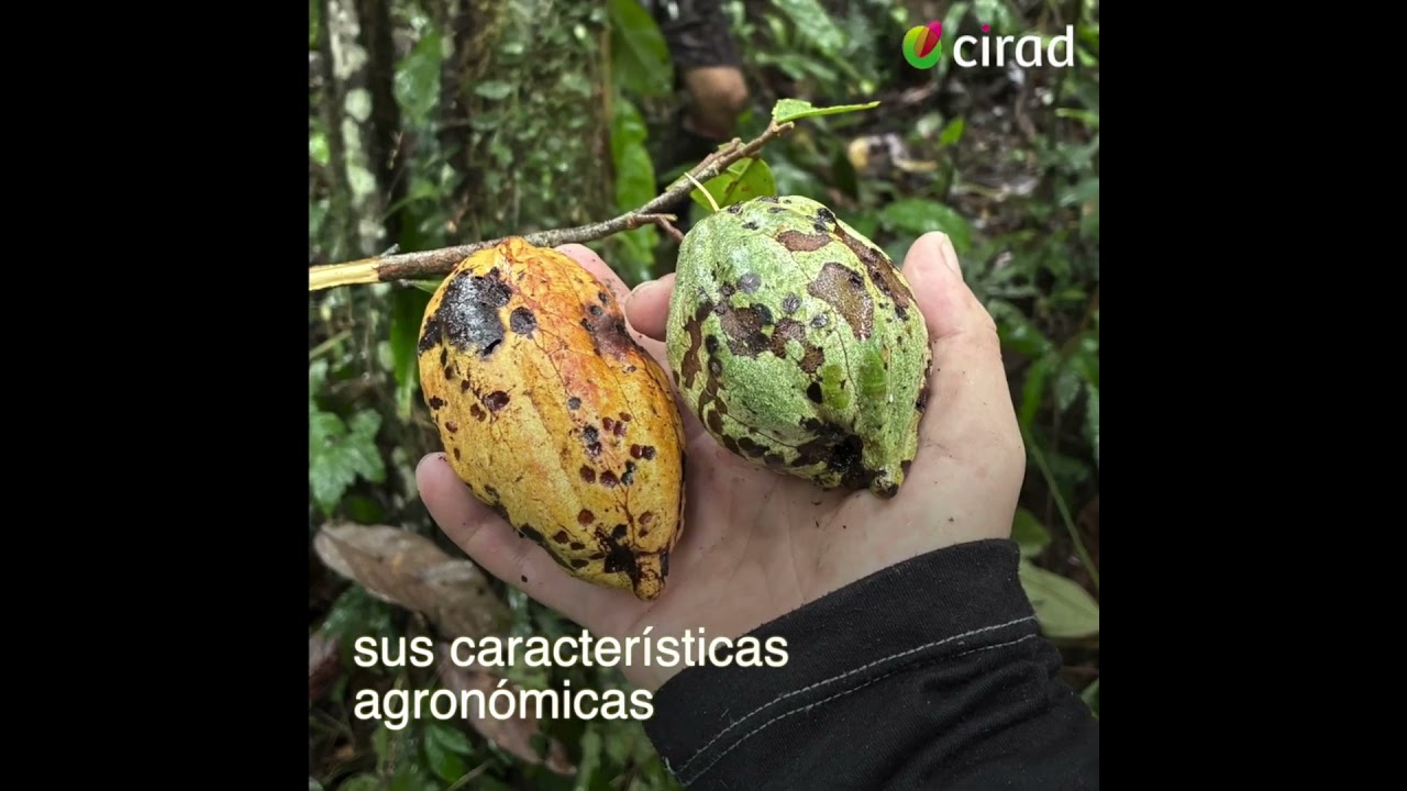 En busca de árboles silvestres de cacao en la Amazonía