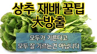 상추 재배 꿀팁 대방출 - 모두가 기른다고 모두 잘 기르는 건 아닙니다