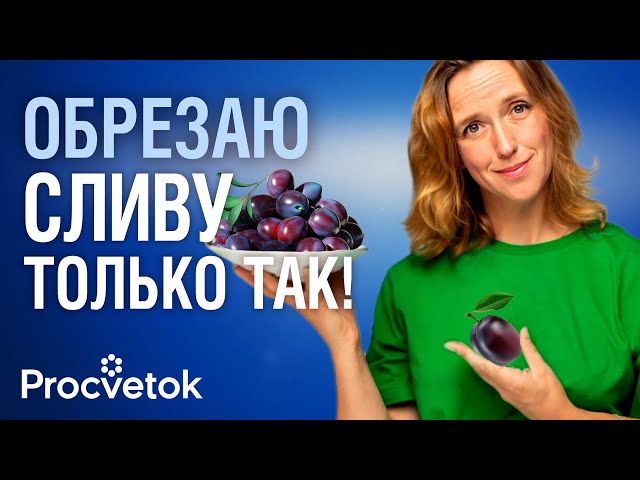 Правильная ОБРЕЗКА СЛИВЫ И АЛЫЧИ! С момента посадки, а также взрослые запущенные деревья