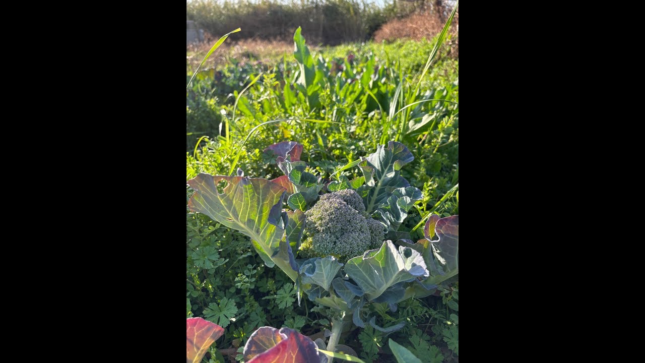 島の自然農園 がライブ配信！