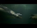 Michael Hurley - Penguins (Music Video)