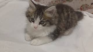 ノルウェージャンフォレストキャットの動画01