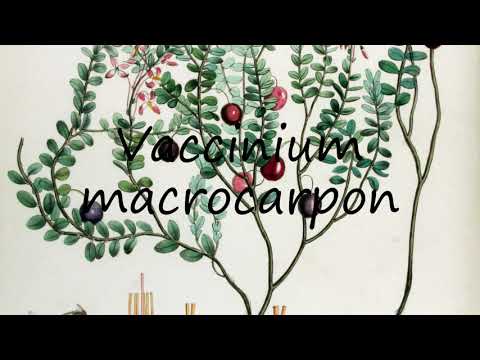 How to Pronounce Vaccinium macrocarpon?