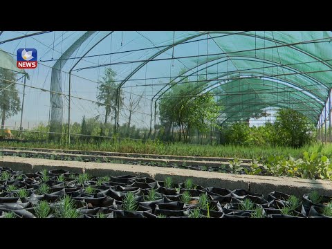بەڤیدیۆ.. نەمامگەی سەرچنار لە پرۆژەیەکی نوێدا فراواندەکرێت