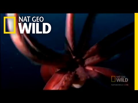 Tentacles of Doom | Nat Geo Wild