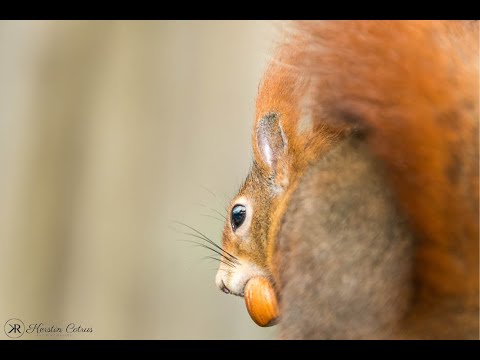 Making of Eichhörnchen
