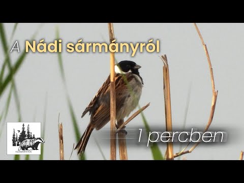Nádi sármány