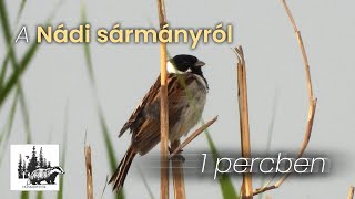 Nádi sármány bemutatása – fajismertető videó