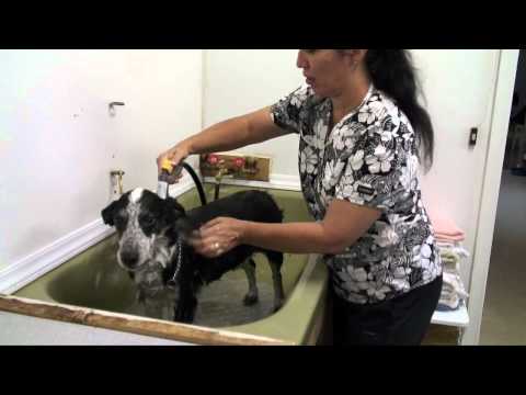 Anteprima Video Ecco come lavare un Cane