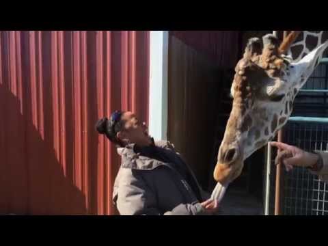 El gran beso de una jirafa