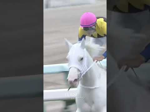 The best Japanese mare there has ever been 🇯🇵🤍 #horseracing #mare #sodashi #whitedragon
