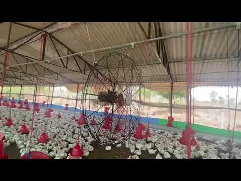 Poultry House Air Circulator Fan