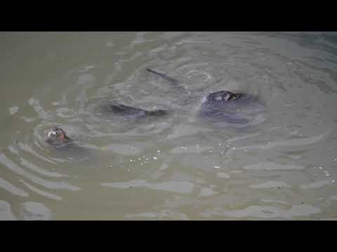 **獭 Otter Family _ Monitor Lizard _ Heron _ Wednesday 09jan2019 Singapore Time 7.55am