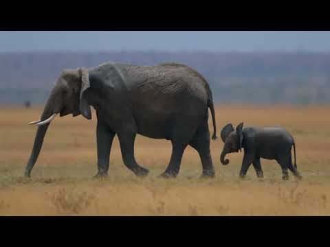 African Safari - Kenya