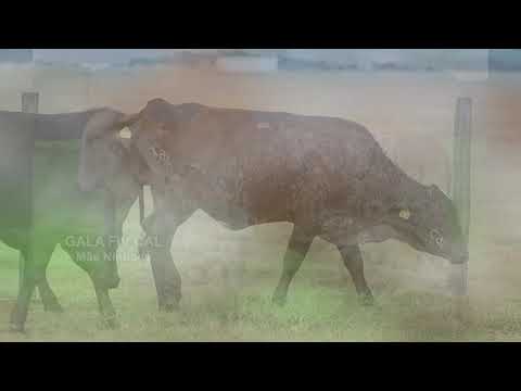 LOTE 42 – 7253BD, 3102 BD, 3086 BD, 0442BE