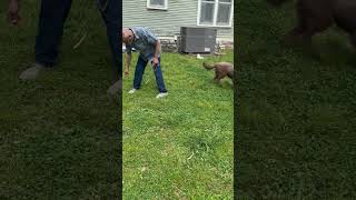 Video preview image #1 Aussiedor Puppy For Sale in Wakefield, RI, USA