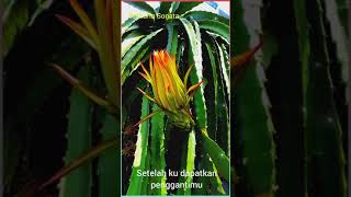 Download lagu STORY WA 'TERLAMBAT SUDAH' ( Betharia Sonata ). mp3