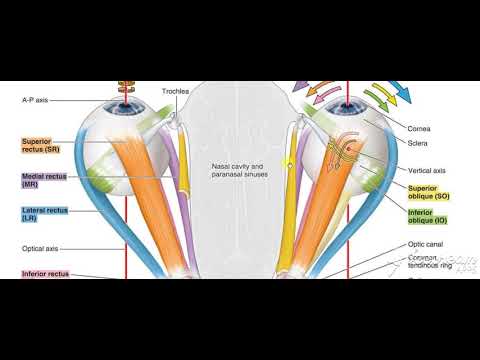 Extrinisic muscles action 6