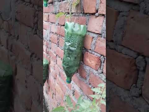 दीवार पर बोतलों में टमाटर #youtubeshorts #hashtag #nature