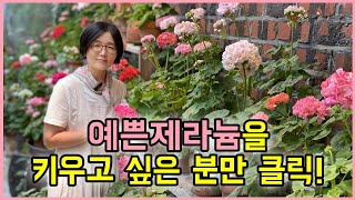 예쁜 제라늄을 키우고 싶은 분들을 위해서 준비했습니다.