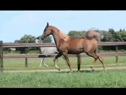 Beautiful Nader Al Shaqab filly for sale