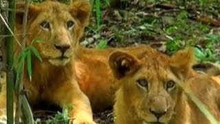 Lions,  Bannerghatta National Park, Bengaluru