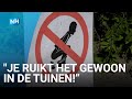 Amstelveense buurt is wildpoeper na vier jaar zat: "Je ruikt het in de tuinen"