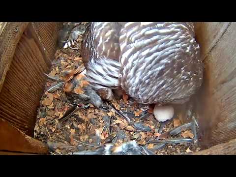 Third And Final Barred Owl Chick "Hope" Hatches! – April 14, 2020