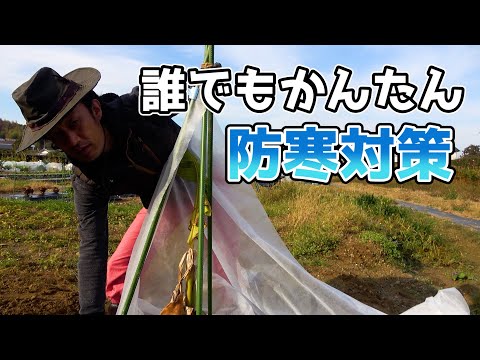 凍ったバナナの木、どうすればいいですか？切ったほうがいいでしょうか？植物を守り、冬を乗り切るためのヒント  庭園