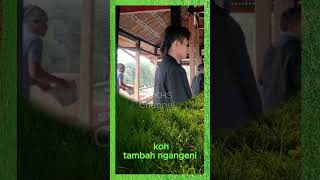 Download lagu Suket Jepang  #gusulinuha #ulinnuha #sholawat #sahabatulinnuha mp3