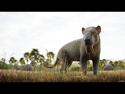 Thylacosmilus Was Like Smilodon’s Awkward Cousin