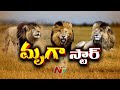 స్టార్‌ లయన్‌ Scarface The Most Famous Lion In The World NTV
