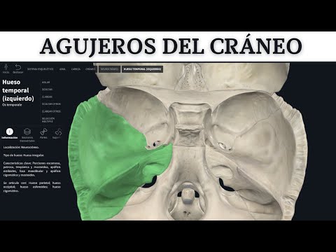 AGUJEROS MAS IMPORTANTES  DEL CRÁNEO