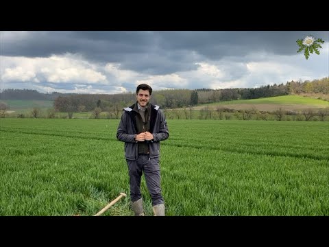 Feldexkursion 231: Einsatz von Fungiziden im Getreide - N.U. Agrar GmbH, 18.04.2023