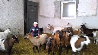 AAUTOMOTION DARIUS - DANESH very funny