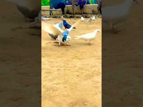 kabutar#Ud#jaaiye# Re#viral#video