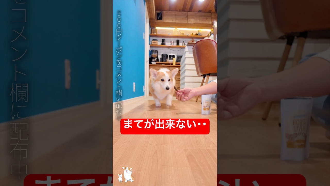 匂いが良すぎてまてないコーギー #corgi #つーちゃん #ドギーボックス