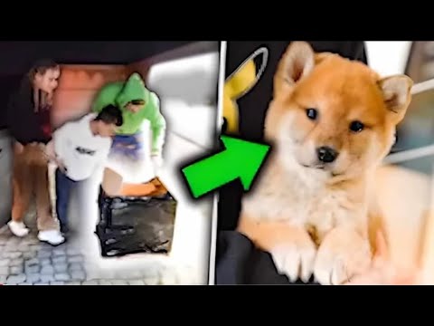 ZNALEŹLIŚMY GO W KARTONIE | KAMUŚ