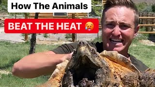 How Do The Animals Beat The Heat? #shorts