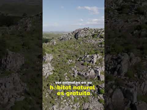 La Reserva del Tigre en Tandil: ¿Vale la pena? 🌿 #shorts  #tandil #argentina #turismo #travesia