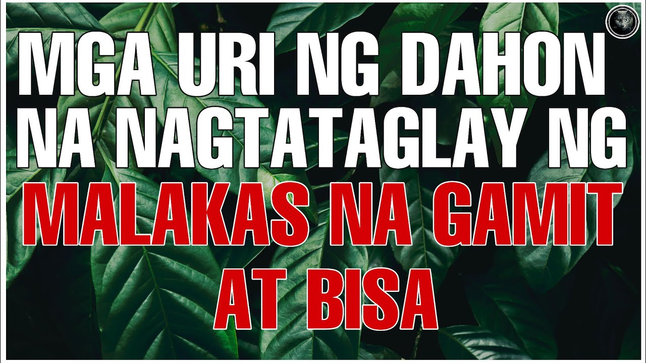 Bhes Tv; MGA URI NG DAHON NA NAGTATAGLAY NG MGA MALAKAS NA GAMIT AT BISA