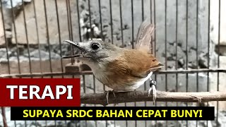 Download lagu Burung SRDC bali belajar bunyi - Suara TERAPI pancingan sikatan rimba dada coklat supaya cepat gacor mp3