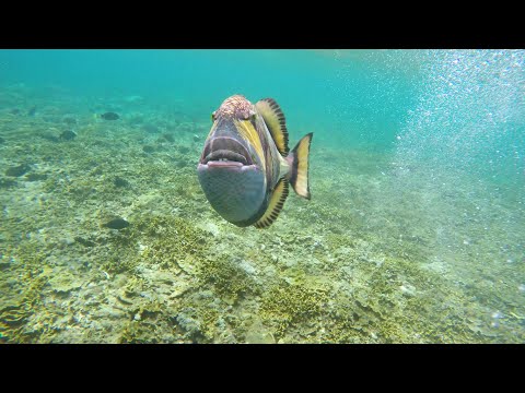 Titan Triggerfish Attack in Bali